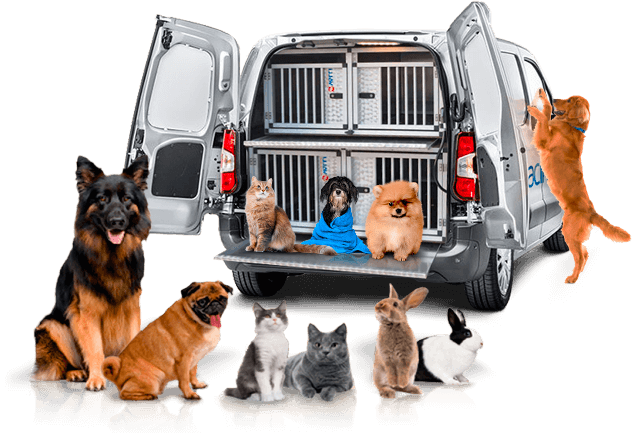 trasporto-animali-domestici